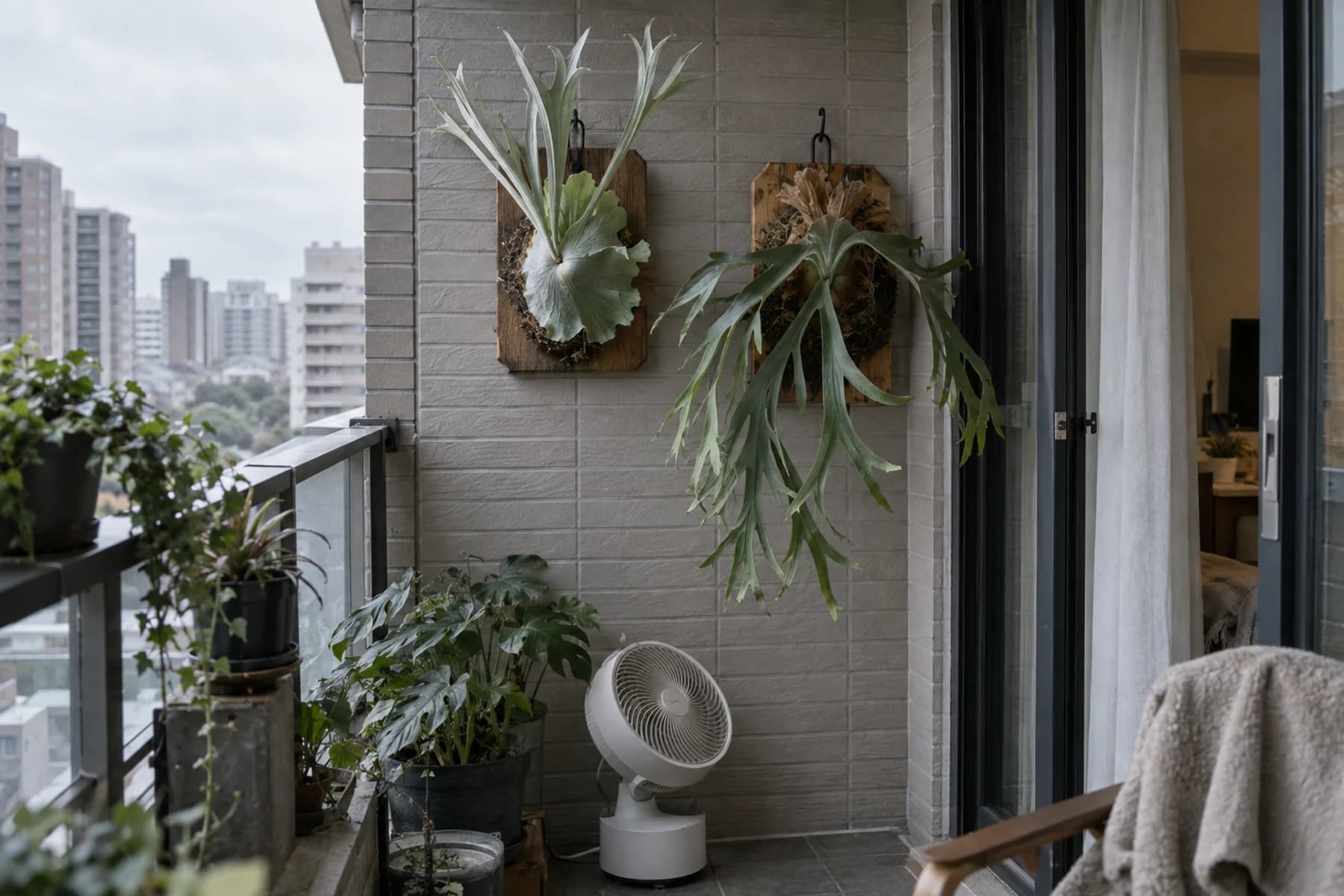 二月吊在屋簷下的鹿角蕨:褐色貯水葉包住吊掛球體,綠色孢子葉向外伸展,後方是屋頂與樹枝,冬季戶外的遮蔽處