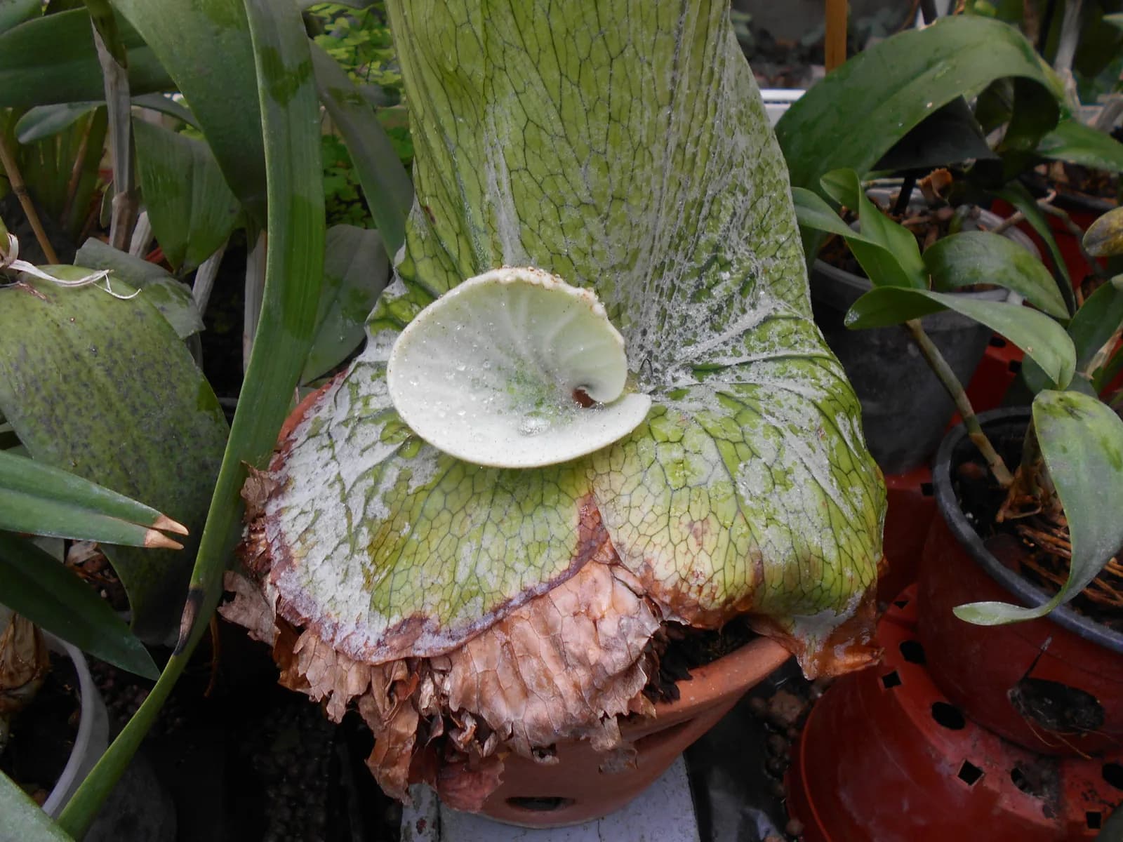 盧布林植物園溫室的鹿角蕨:外層老貯水葉已褐化乾枯,中央新生的貯水葉仍是綠色,這是正常老化而不是生病
