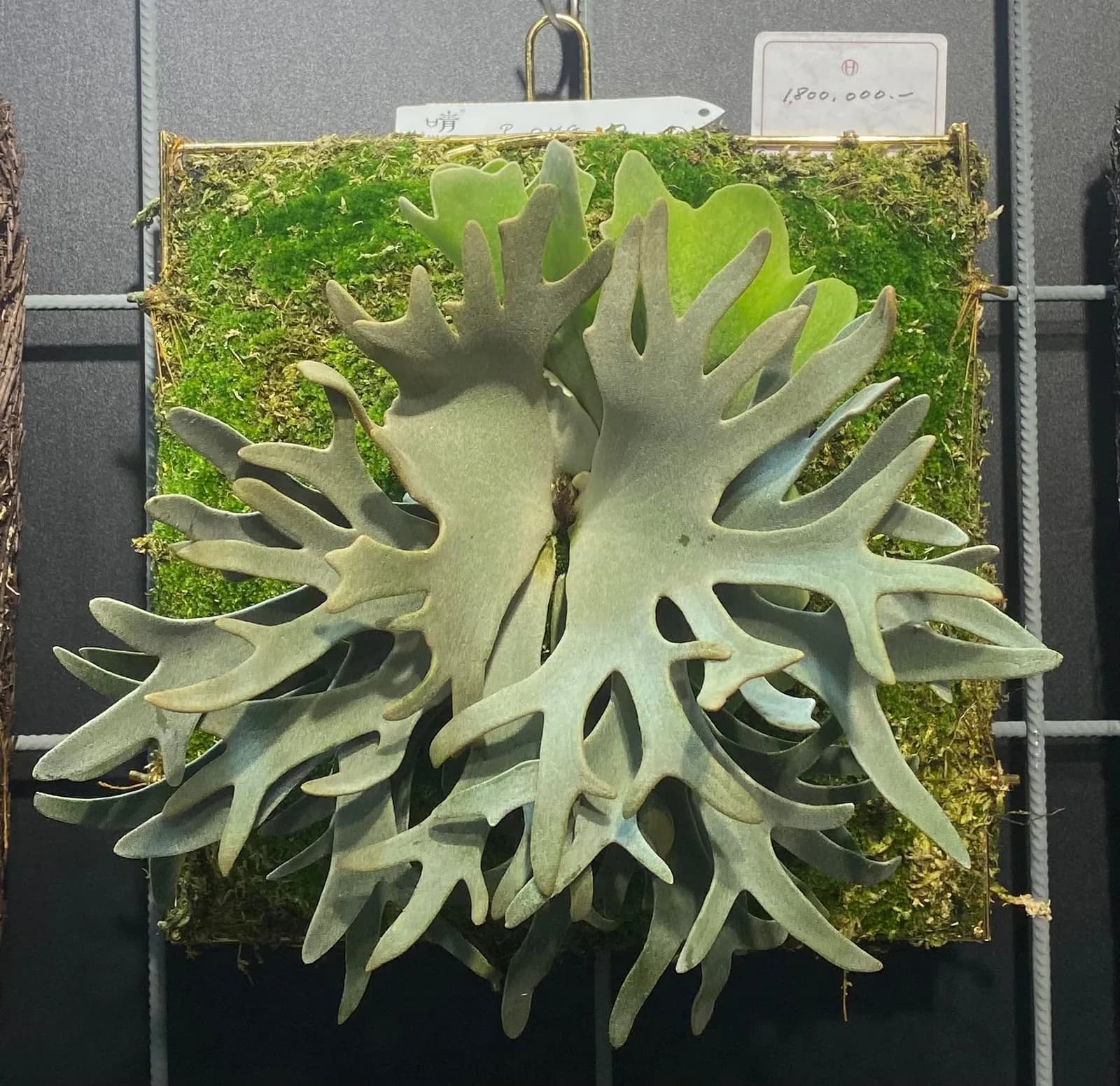 台北植物展上的長葉鹿角蕨 'OMG' 上板株:淺色孢子葉向四方張開、水苔板材,右上角掛著標示與價格牌