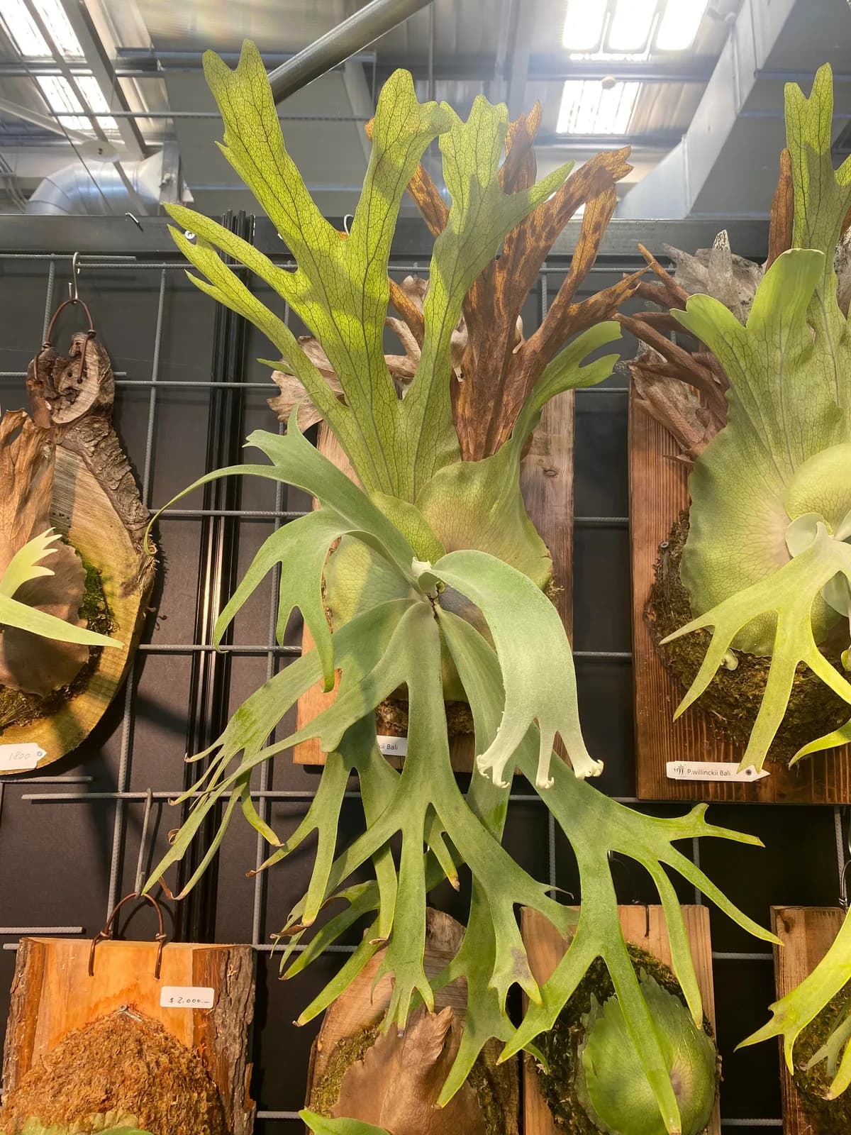 台北拍攝的高冠長葉鹿角蕨上板株:貯水葉頂端高聳分裂成冠狀,長孢子葉層層下垂,掛在溫室的展示牆上