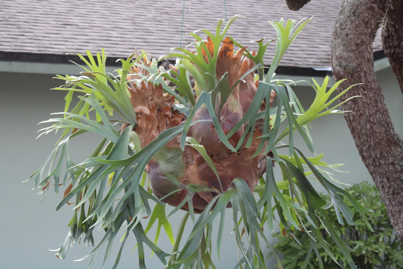 二月吊在屋簷下的鹿角蕨:褐色貯水葉包住吊掛球體,綠色孢子葉向外伸展,後方是屋頂與樹枝,冬季戶外的遮蔽處