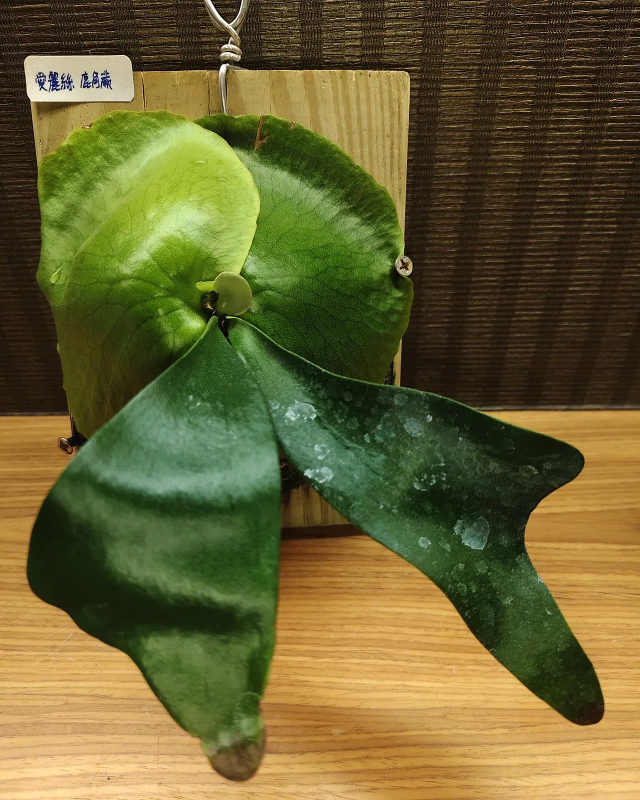 上板的愛麗絲鹿角蕨參考圖:圓形光滑的貯水葉層層疊在木板上,深綠孢子葉頂端裂成兩瓣垂下,掛著品種標籤