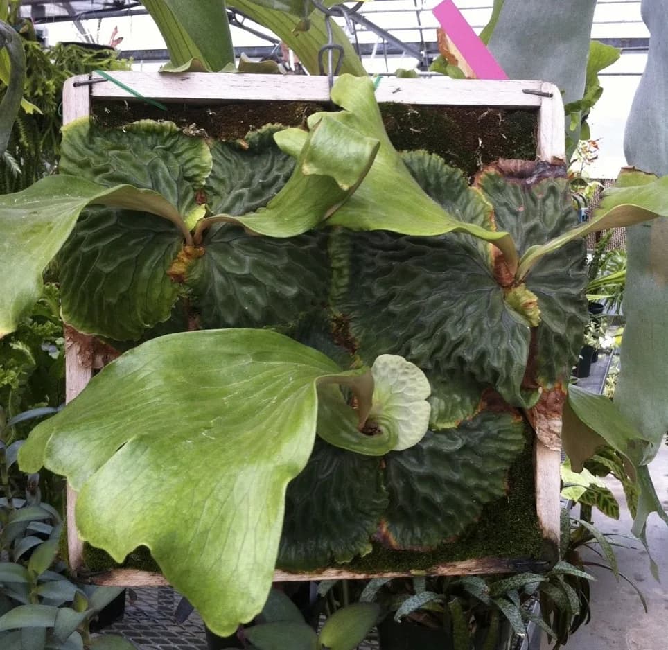 非洲猴腦鹿角蕨整株栽培於木框,多片蜂巢紋貯水葉成叢