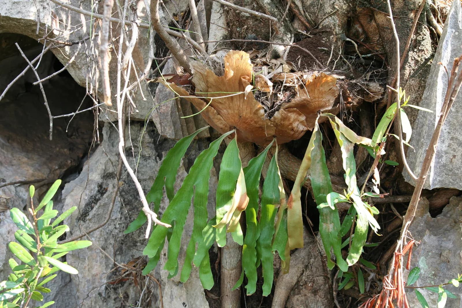 馬達加斯加 Tsingy de Bemaraha 石灰岩上的四叉鹿角蕨原生株參考圖:褐色乾枯的貯水葉貼在岩壁,數片綠色孢子葉垂下,乾季環境